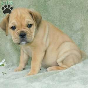 Brody, Miniature Bulldog Puppy